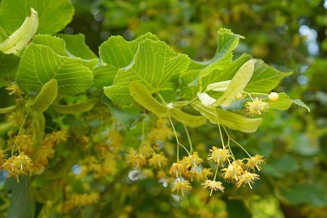 Lindenblüte