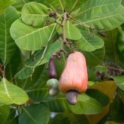 Anacardium occidentale L.